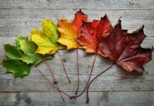 Commencement of Parent visa (sub 870)