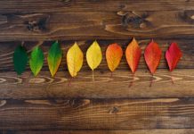 Subclass 494: transitional provisions